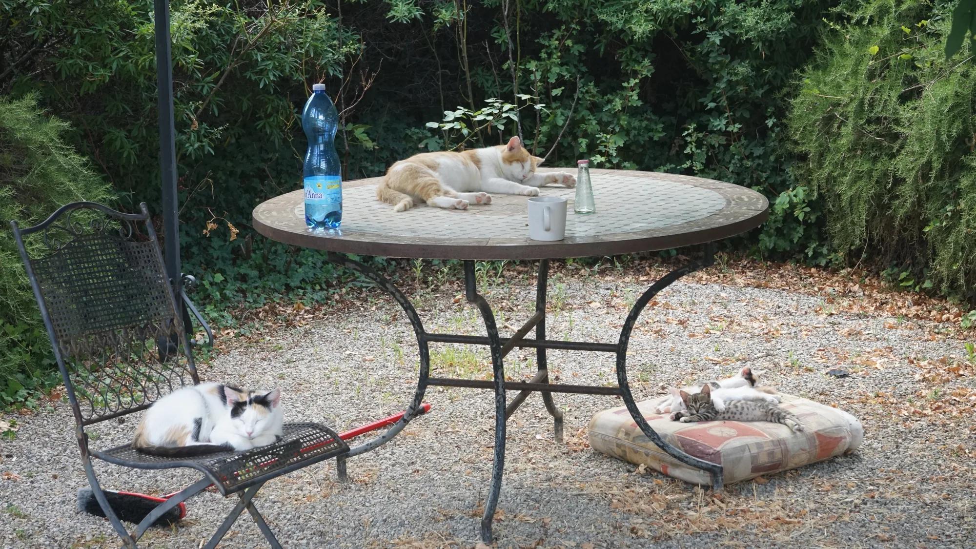 Mehrere Katzen ruhen auf und neben einem Gartentisch im Schatten