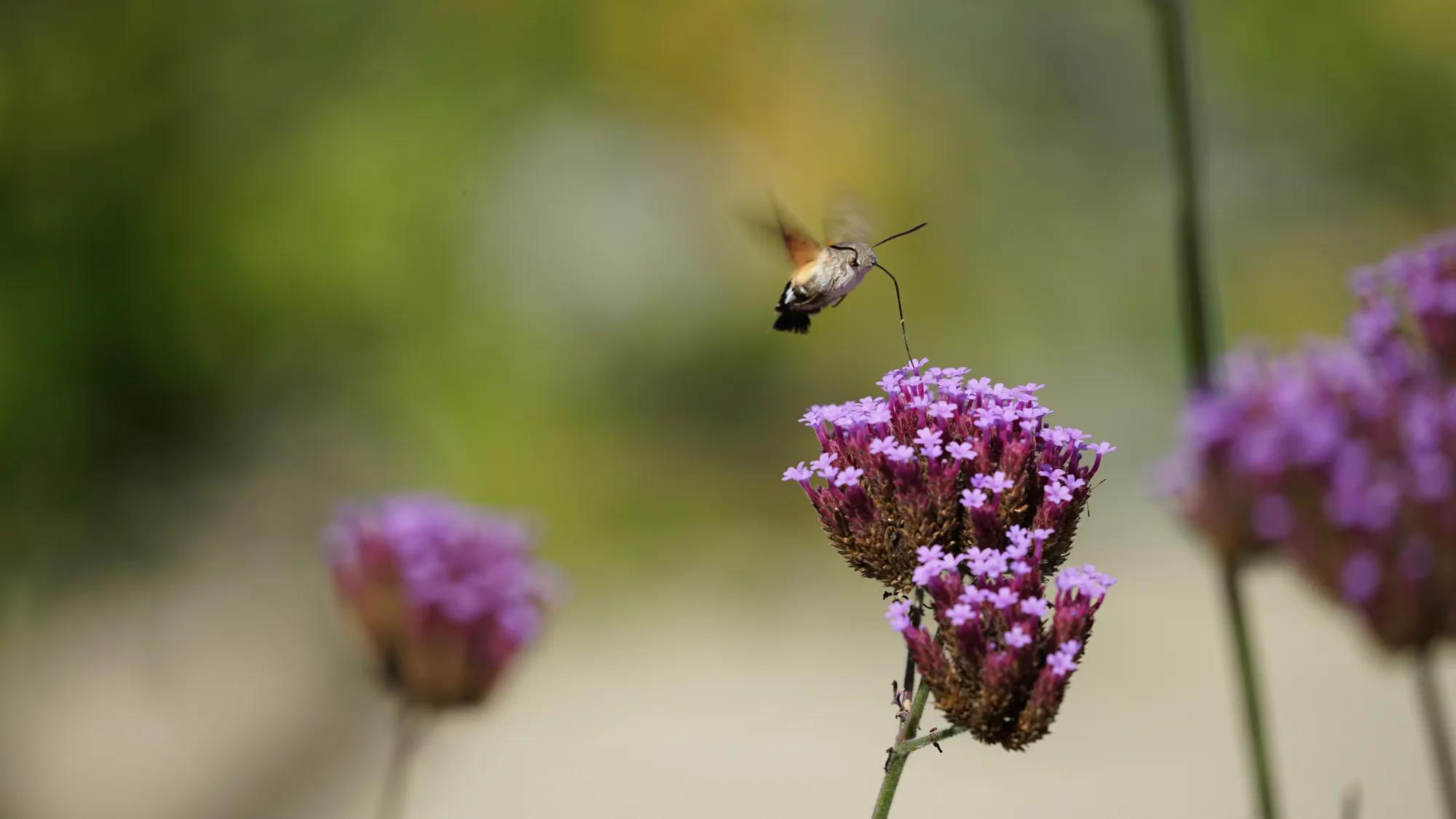 Fliegendes Insekt kurz vor einer violetten Blüte
